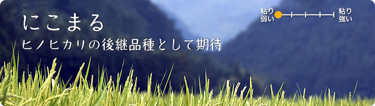 にこまる ヒノヒカリの後継品種として期待