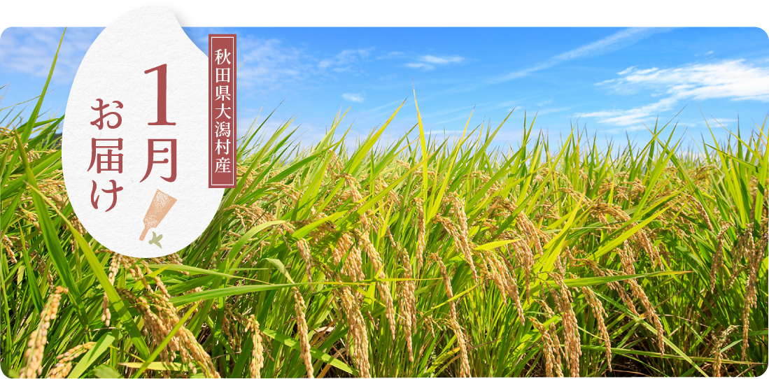 秋田県大潟村産 1月にお届け