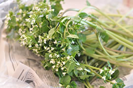 花わさびの醤油漬け 花わさびの醤油漬け