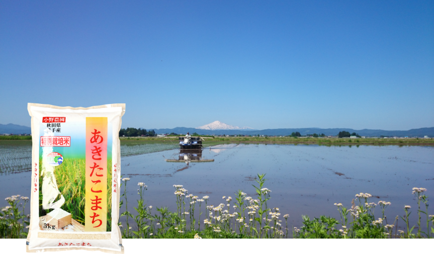 小野農園のあきたこまち